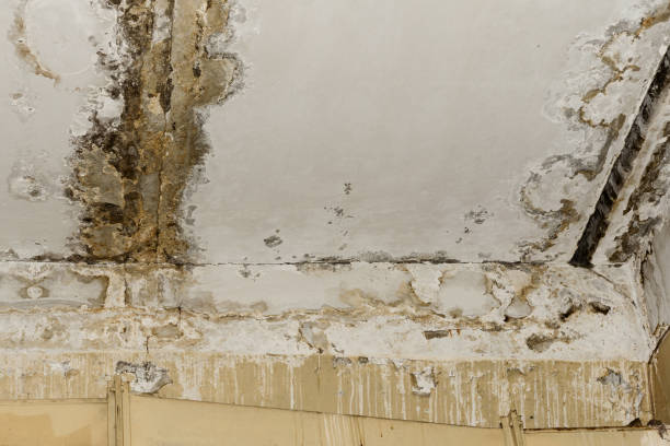 Best Biohazard Mold Removal  in Avon, MN
