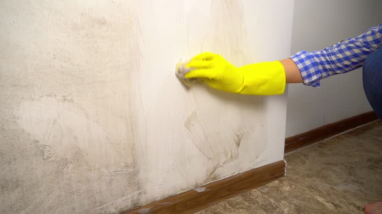 Best Environmental Consulting for Mold Prevention  in Avon, MN