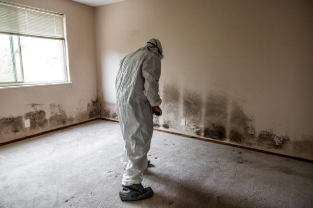 Best HVAC Mold Inspection and Cleaning  in Avon, MN