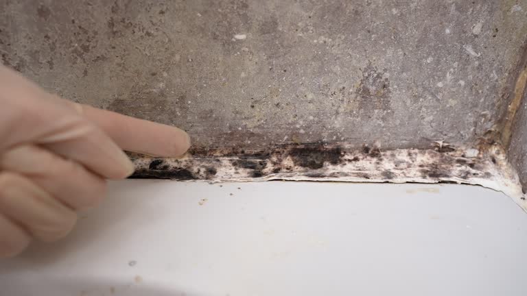 Best Mold Prevention Services  in Avon, MN